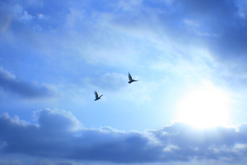 Two Birds in Sky
