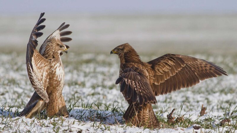Two Birds in Snow — Brown