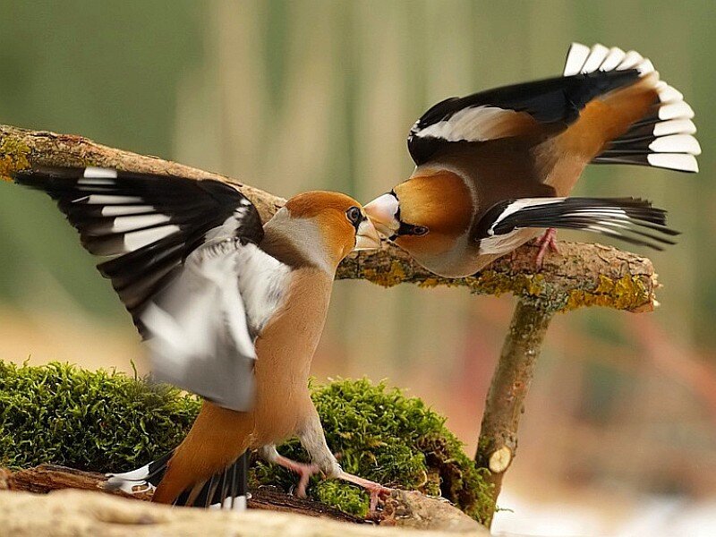 Two birds interacting on a branch
