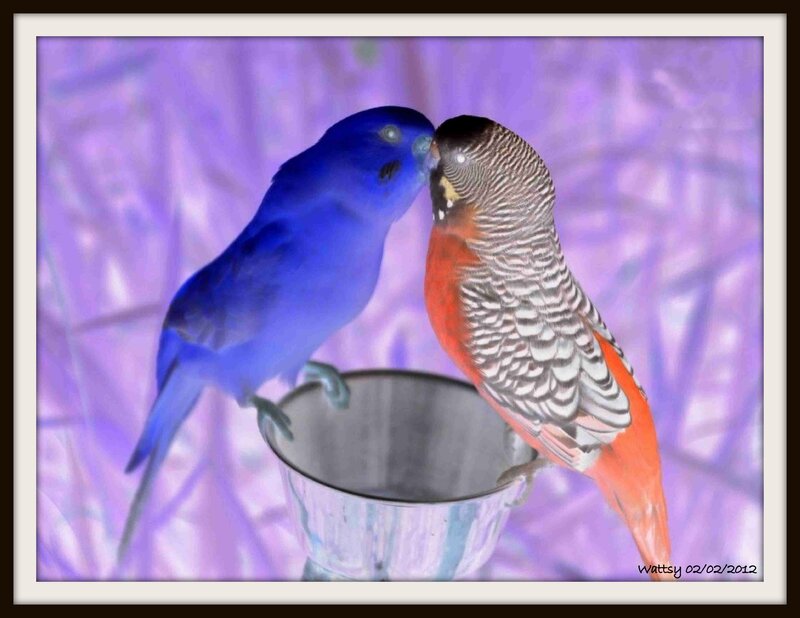 Two Birds Kissing — Blue