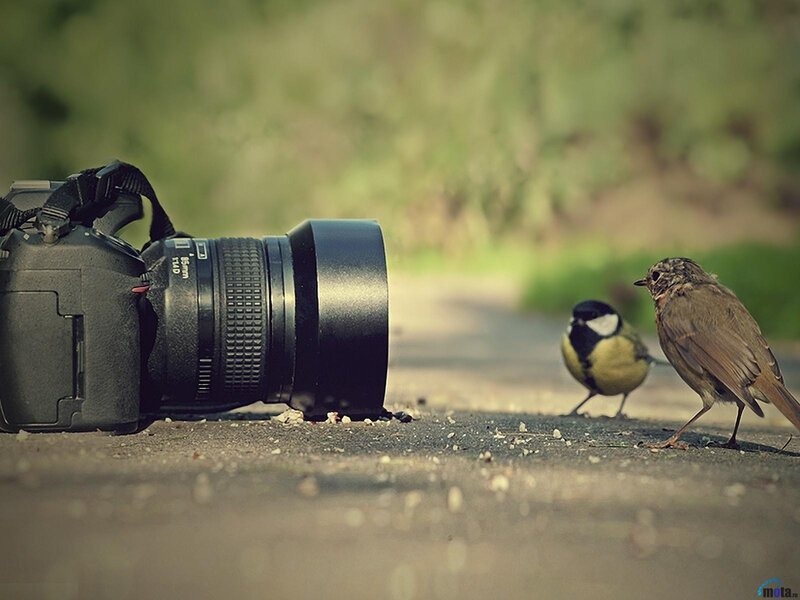Two Birds Near Camera