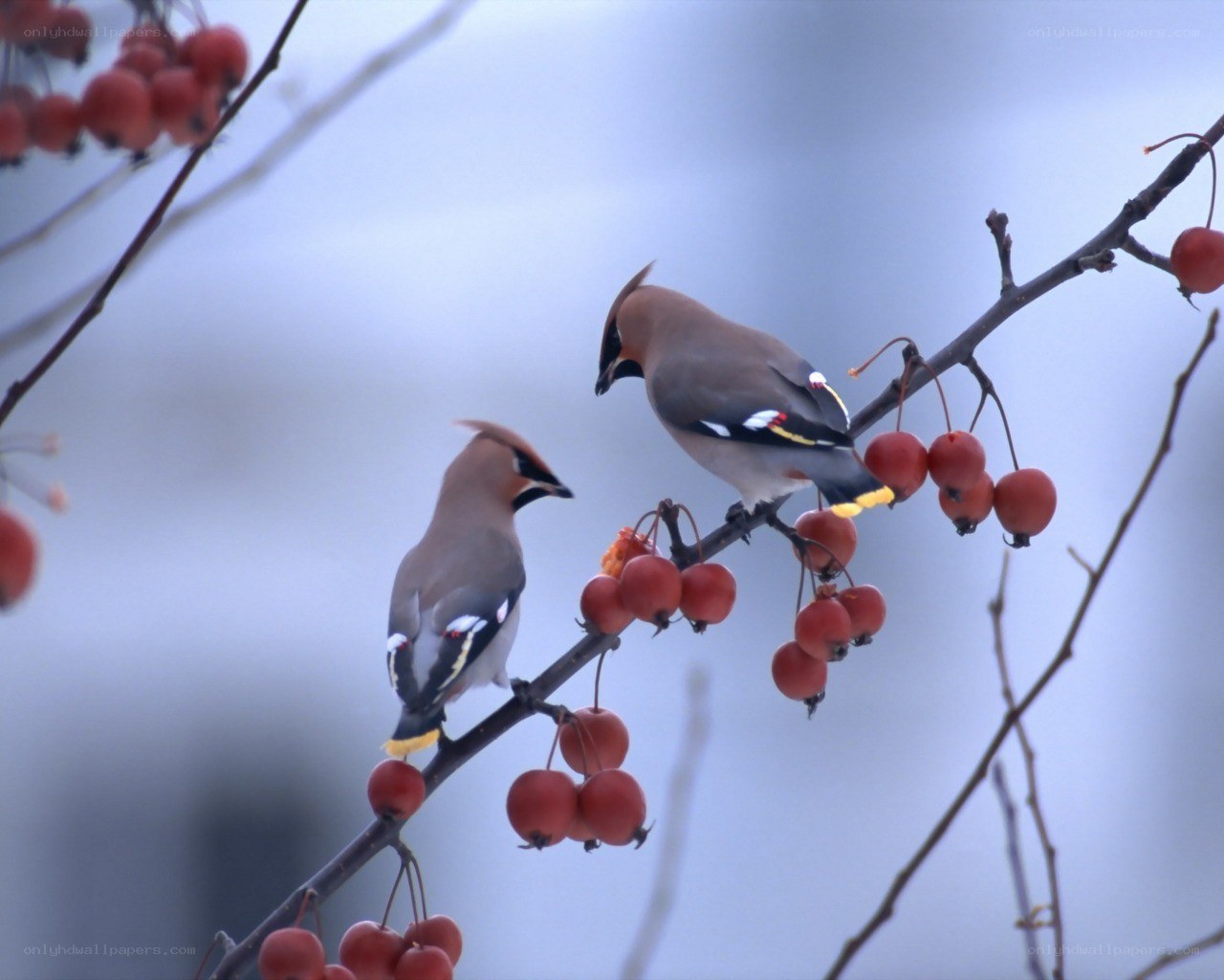 Two birds on a berry branch
