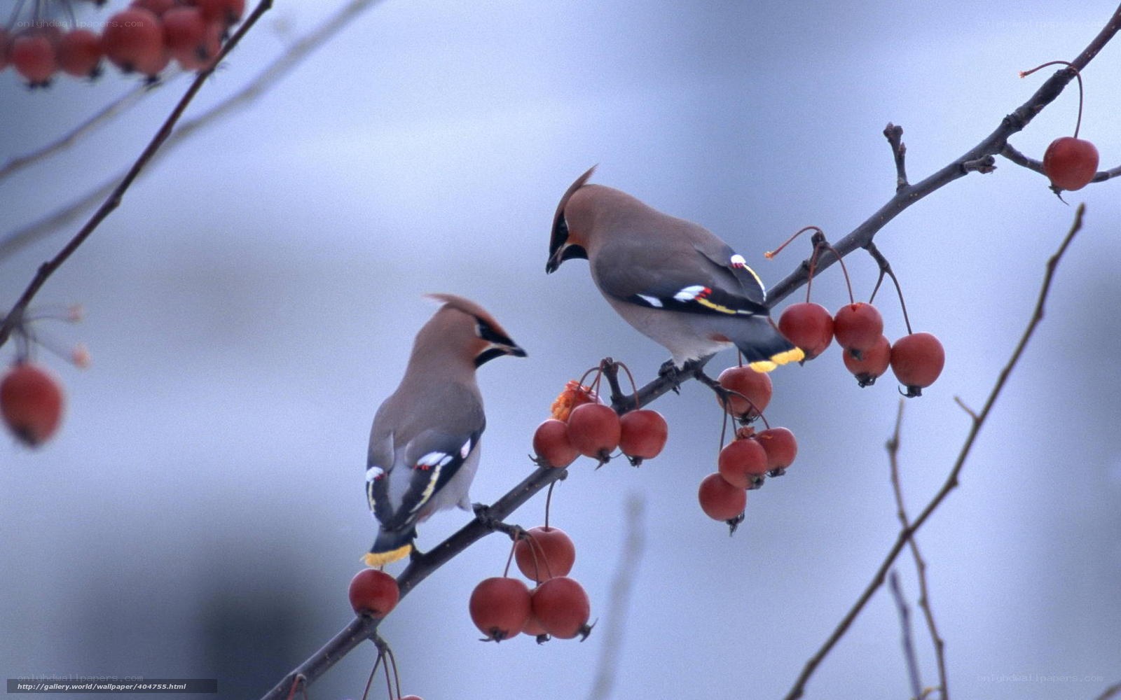 Two birds on a berry branch