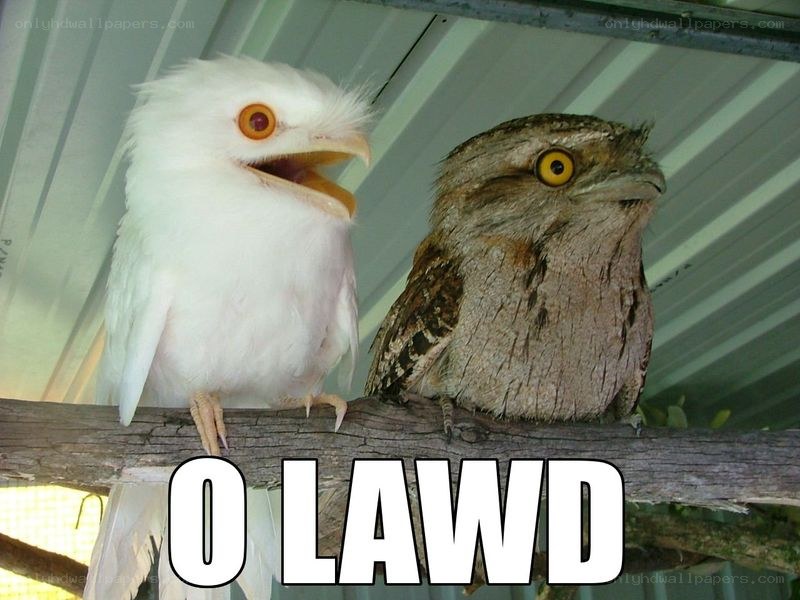 Two birds on a branch