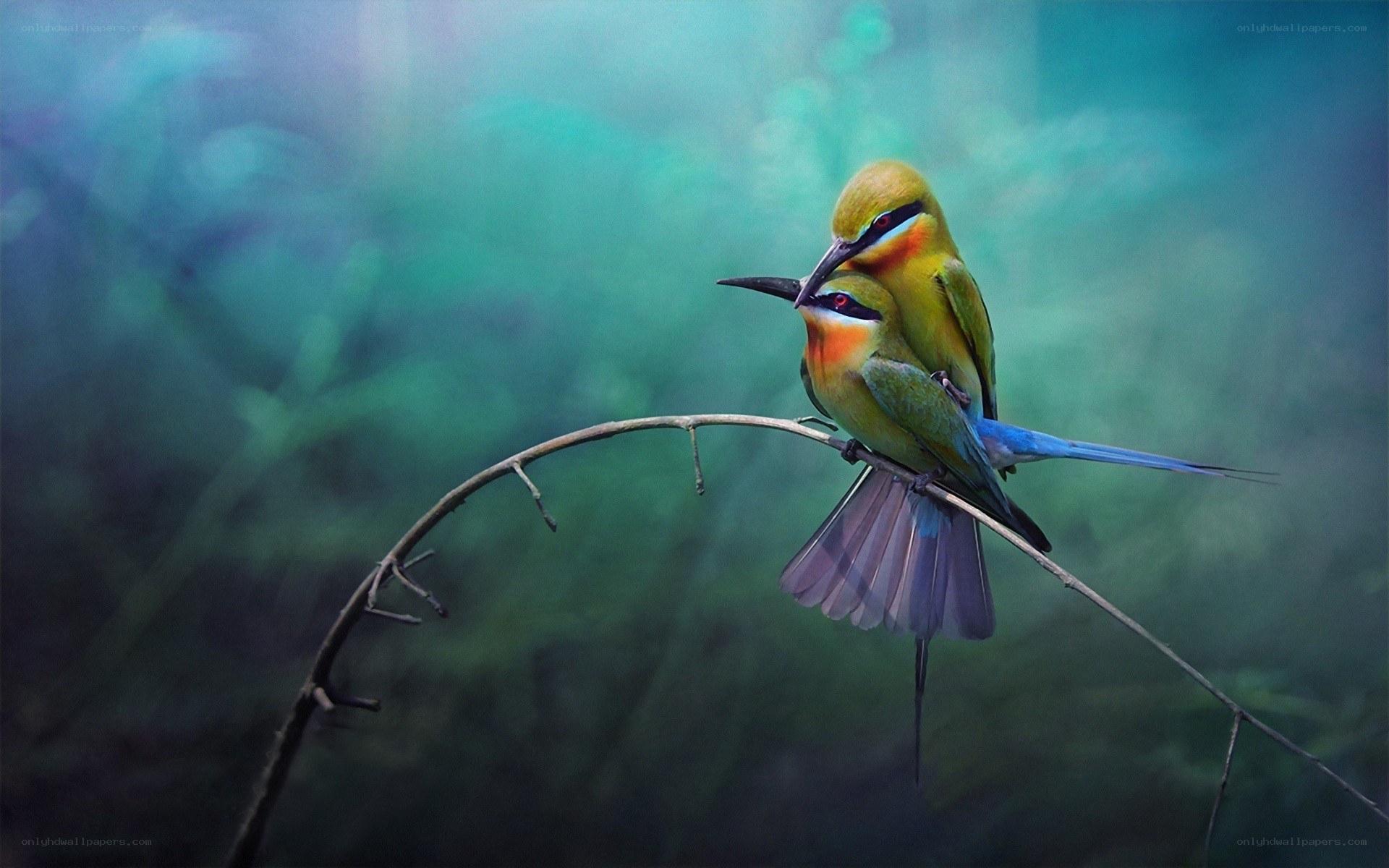 Two birds on a branch