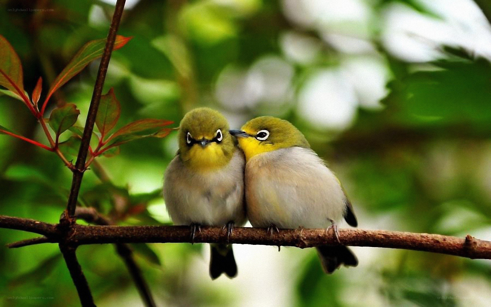 Two birds on a branch