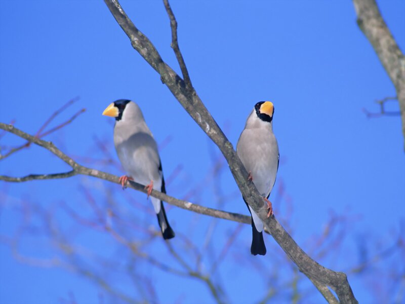 Two birds on a branch