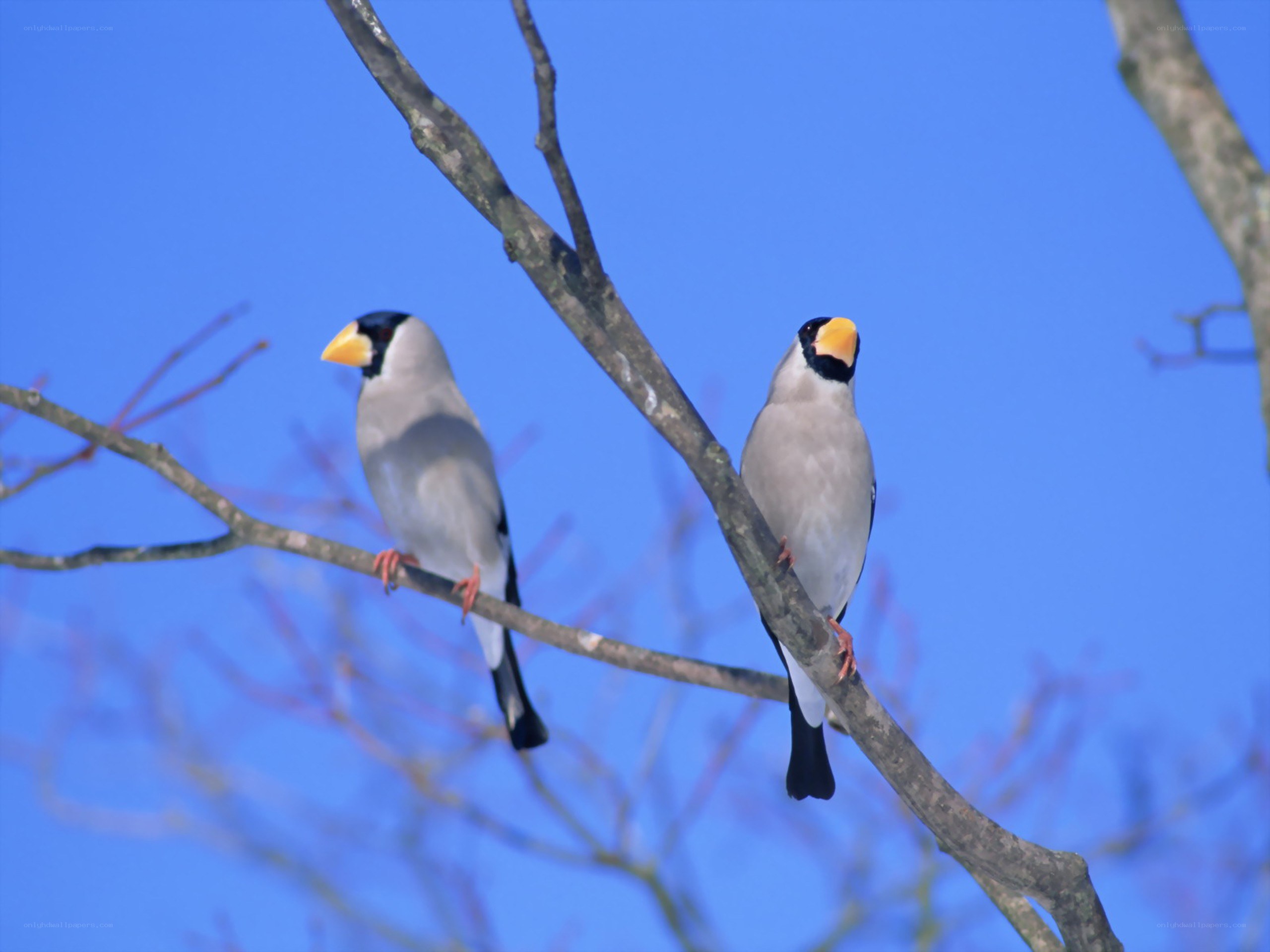Two birds on a branch