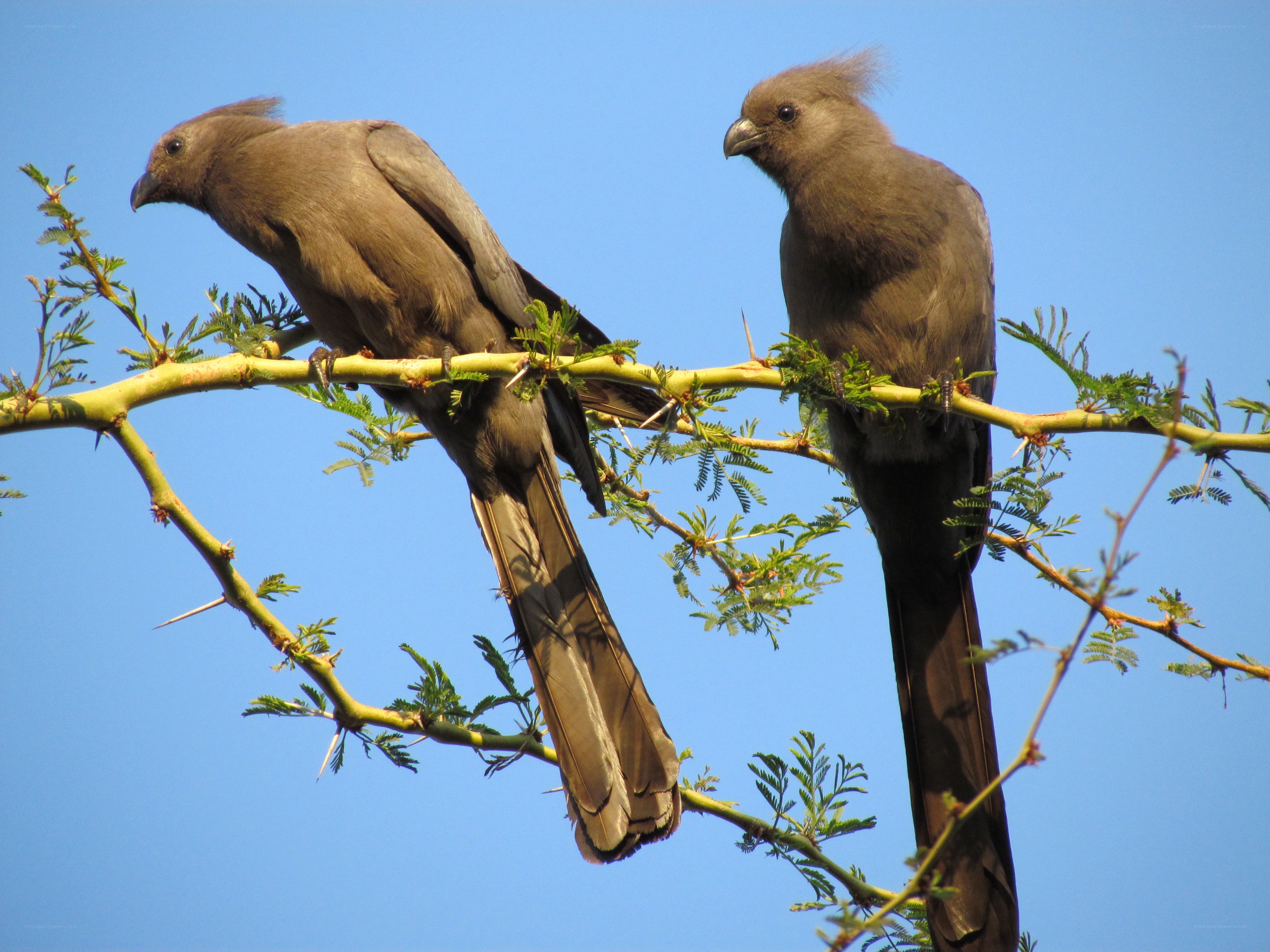 Two birds on a branch