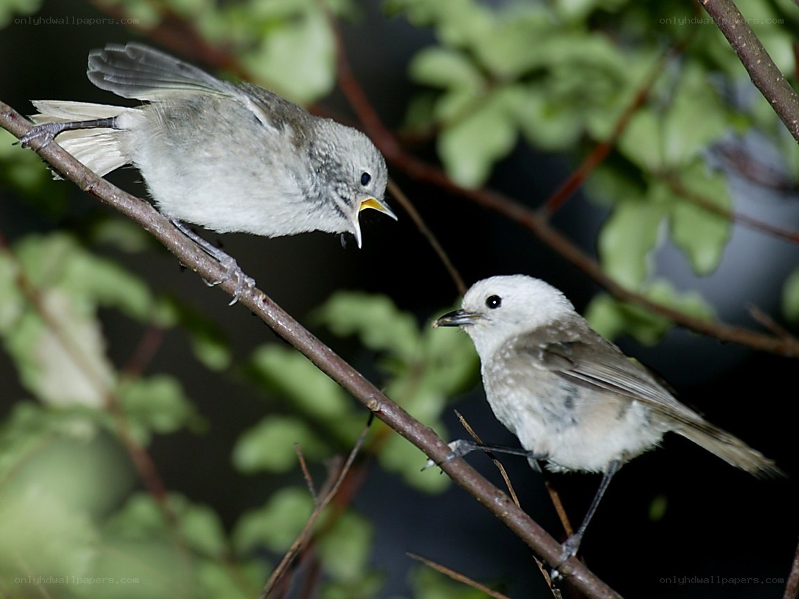 Two birds on a branch