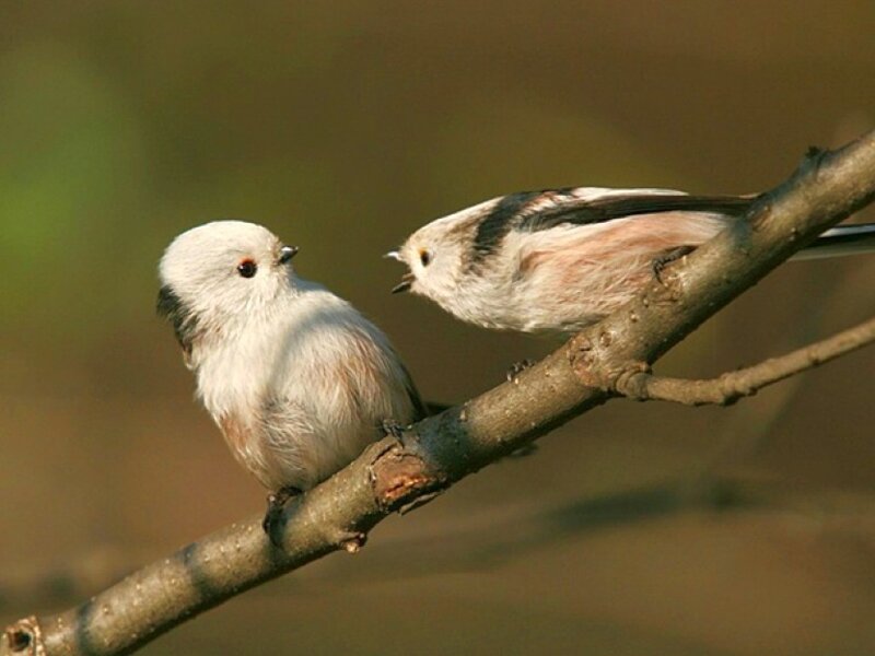 Two birds on a branch
