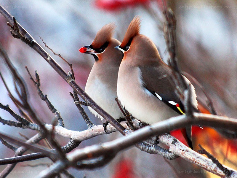 Two birds on a branch