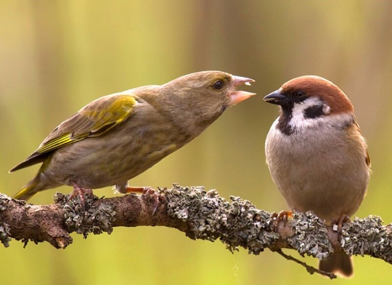 Two birds on a branch