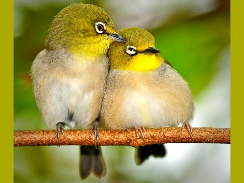 two birds on a branch