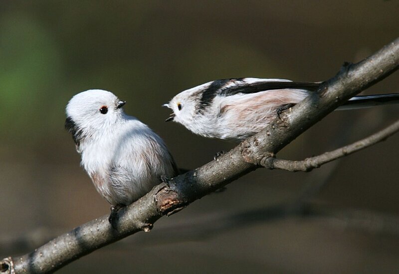 Two birds on a branch