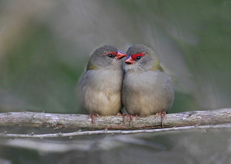 Two birds on a branch