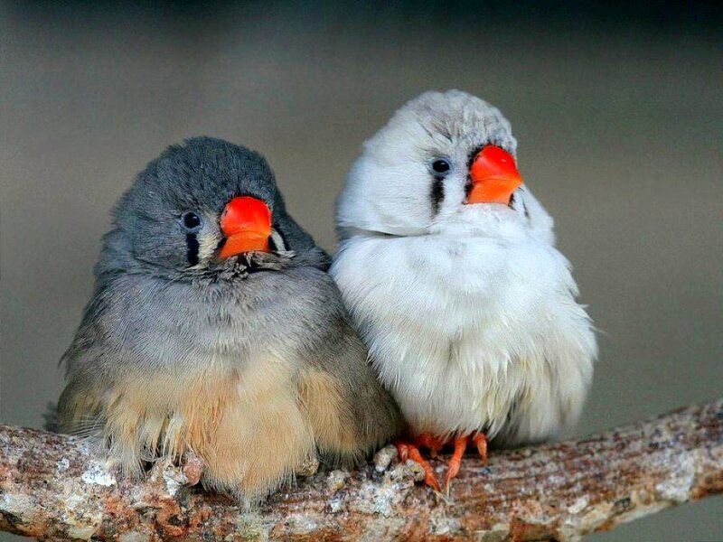two birds on a branch