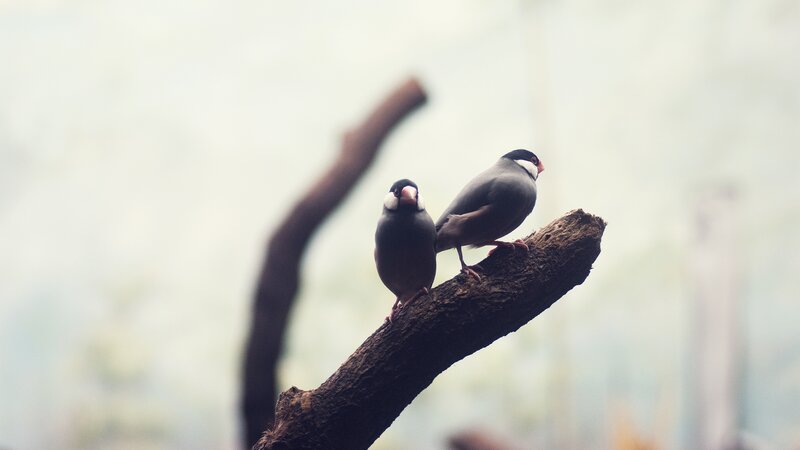 Two birds on a branch