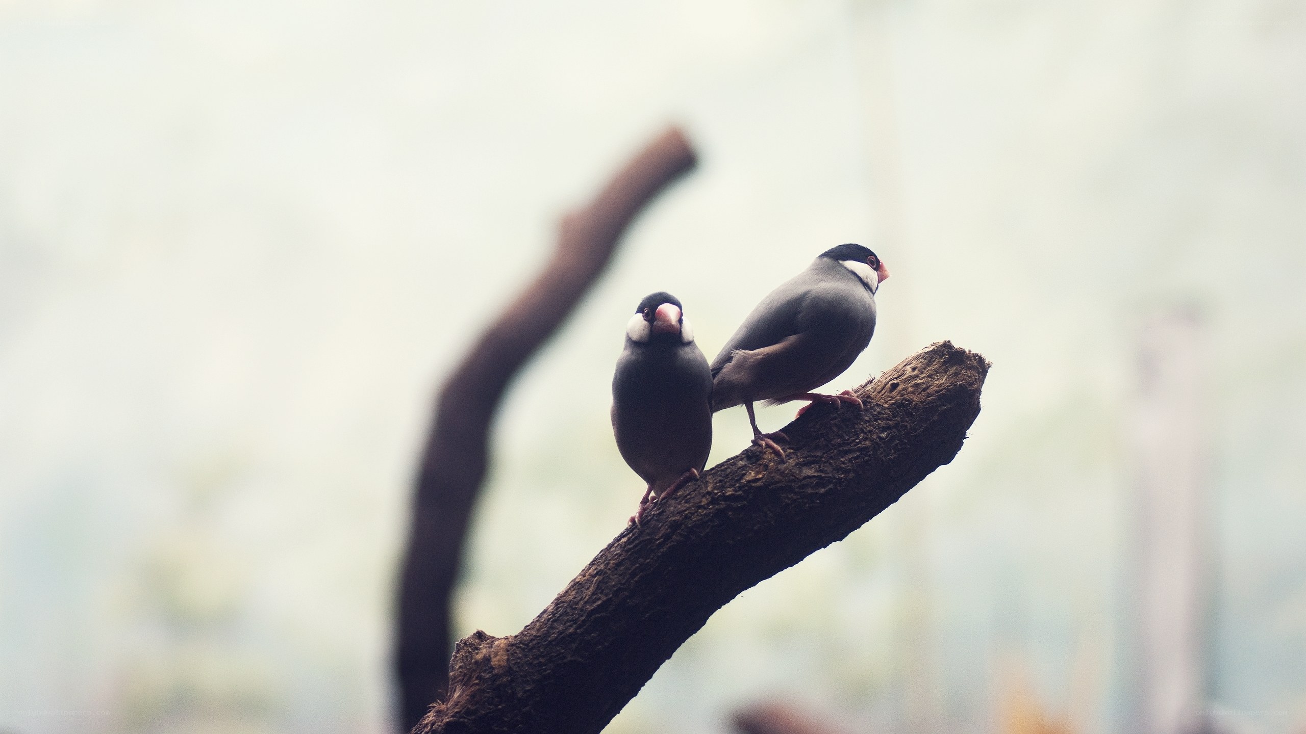 Two birds on a branch