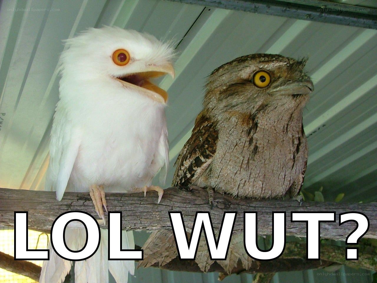 Two birds on a branch