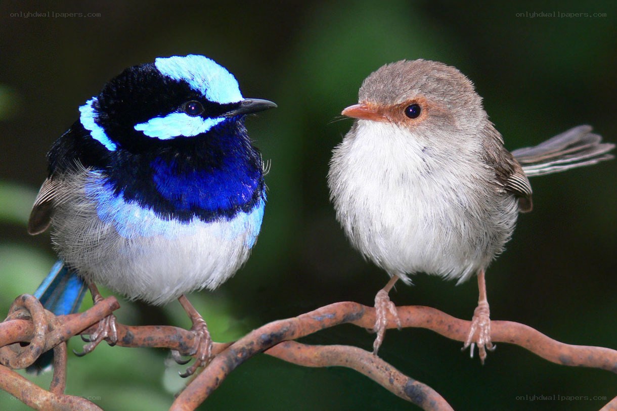 Two birds on a branch