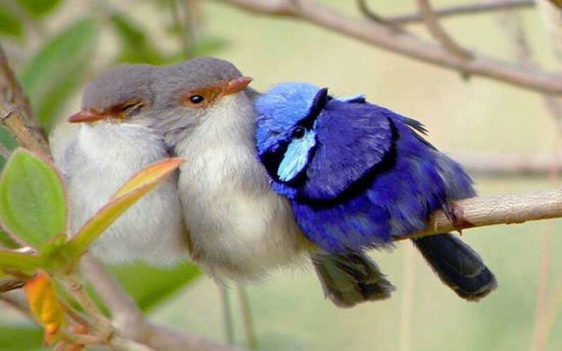 Two Birds on a Branch — Blue, Calm, Morning