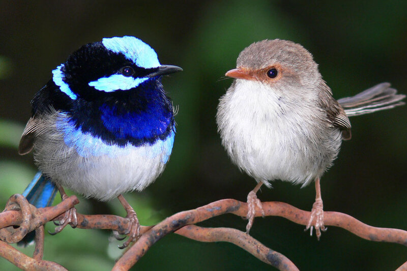 Two Birds on a Branch — Blue, Calm, Photograph, Greenery