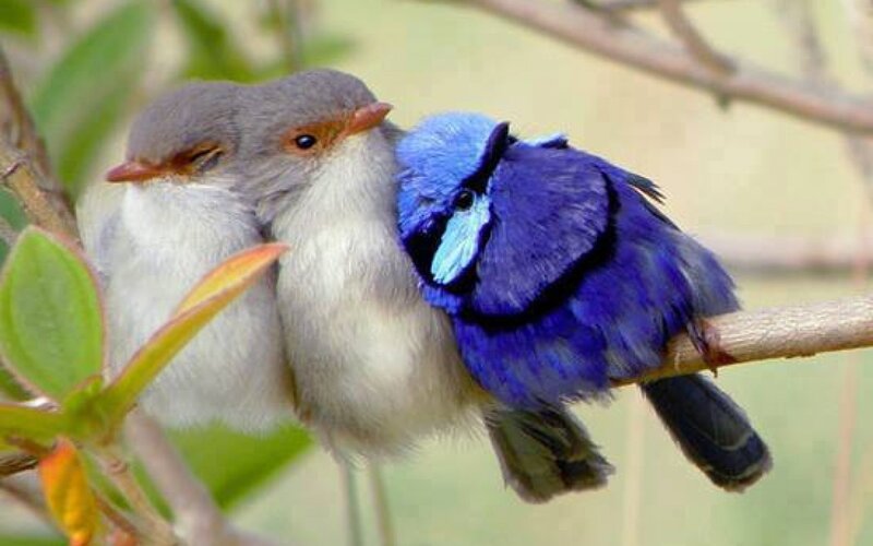 Two Birds on a Branch — Blue, Calm, Photograph