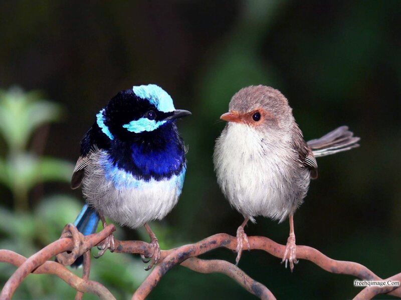 Two Birds on a Branch — Blue, Calm