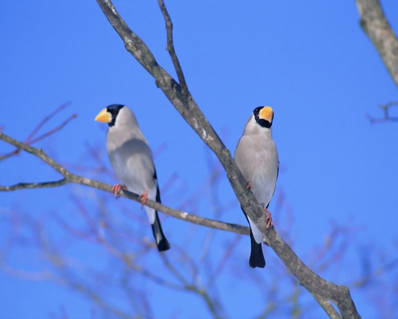 Two Birds on a Branch — Blue, Serene, Winter