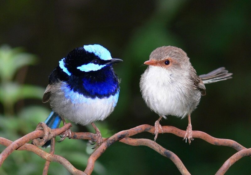 Two Birds on a Branch — Blue