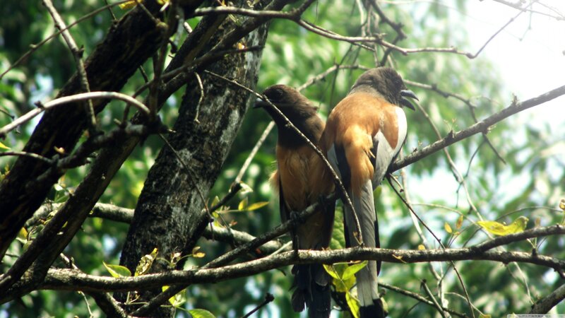Two Birds on a Branch — Brown, Natural