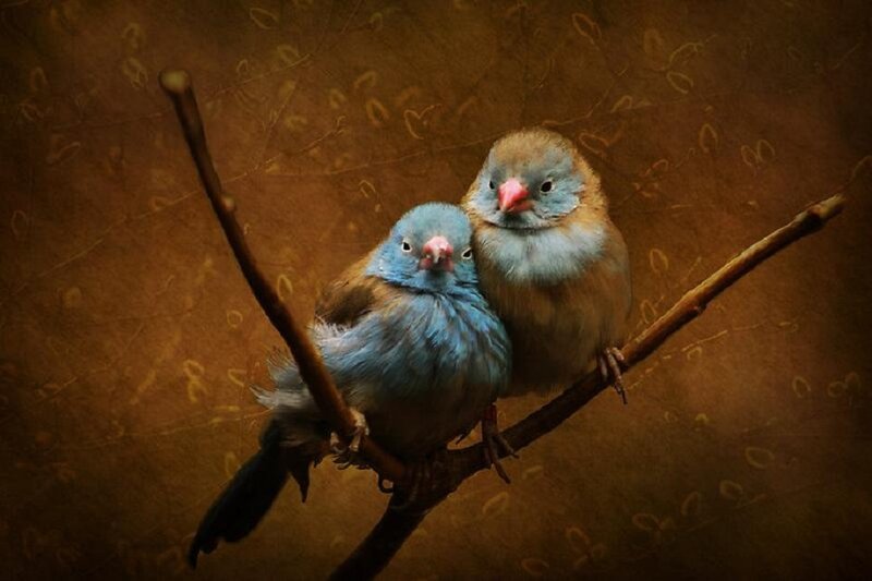 Two Birds on a Branch — Brown, Serene, Photograph