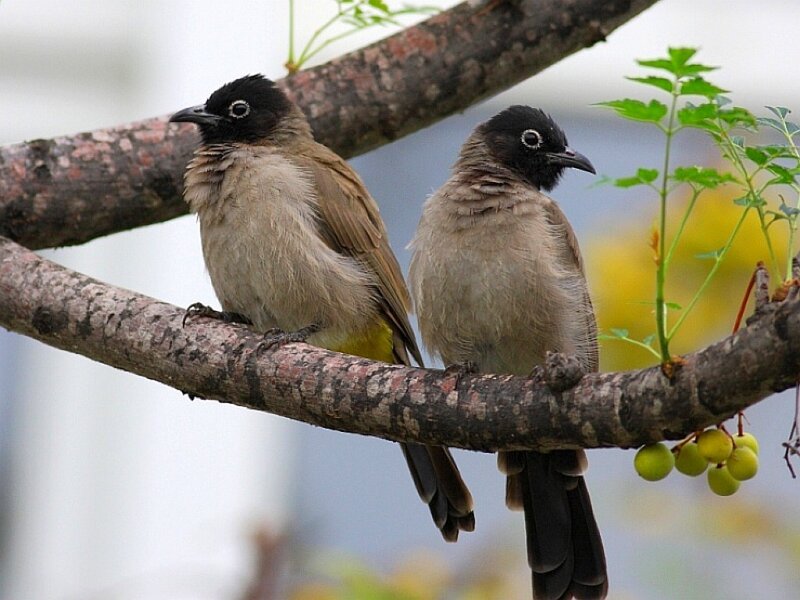 Two Birds on a Branch — Brown