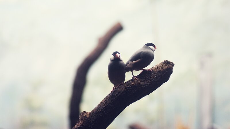 Two Birds on a Branch — Gray, Calm, Photograph