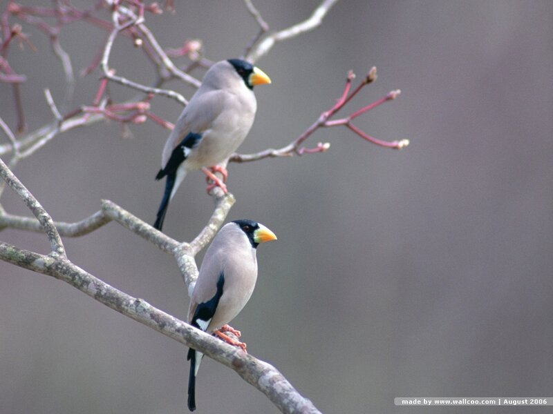 Two Birds on a Branch — Gray, Calm