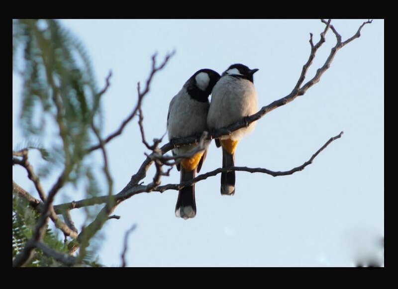 Two Birds on a Branch — Gray