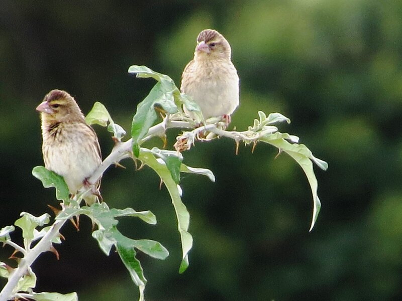 Two Birds on a Branch — Green, Calm, Photograph