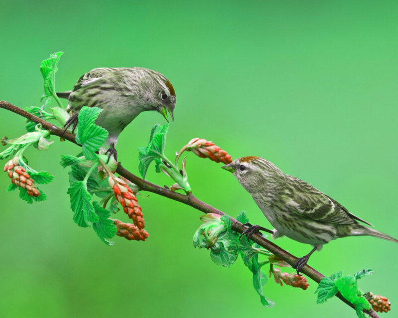 Two Birds on a Branch — Green, Calm, Spring, Photograph