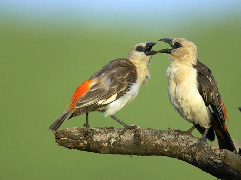Two Birds on a Branch — Green, Calm