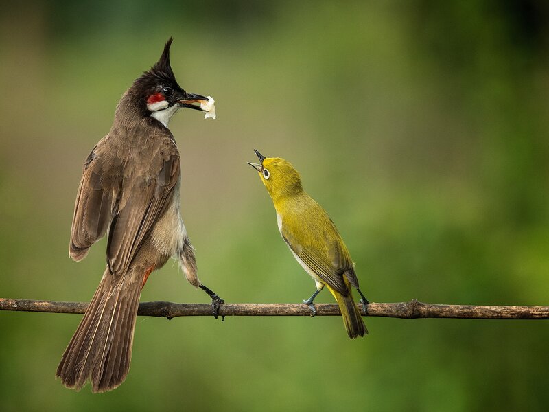 Two Birds on a Branch — Green, Natural, Photograph, Food