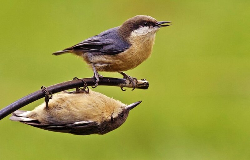 Two Birds on a Branch — Green, Natural, Photograph, Green Background