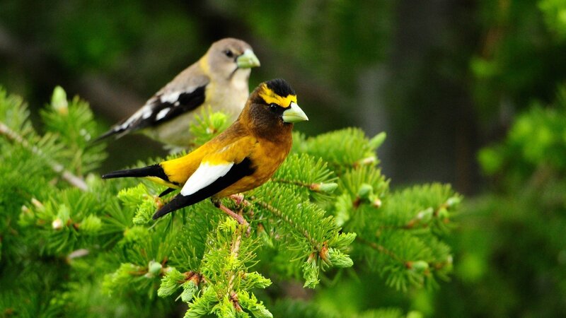 Two Birds on a Branch — Green, Natural, Photograph, Pine Needles, Forest, Yellow
