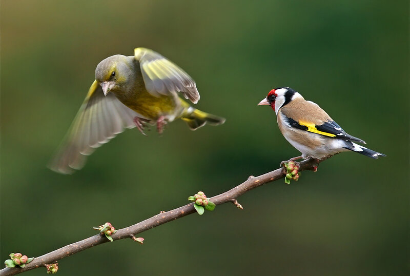 Two Birds on a Branch — Green, Natural