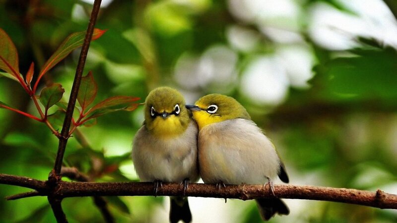 Two Birds on a Branch — Green, Peaceful