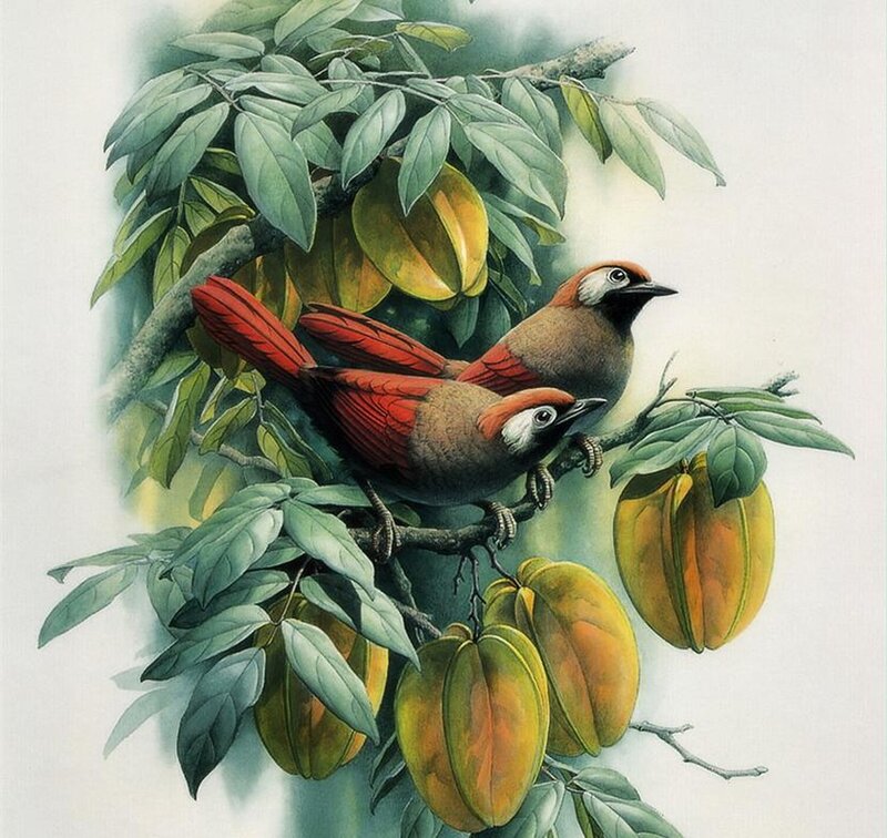 Two Birds on a Branch — Green, Serene, Illustration, Fruit