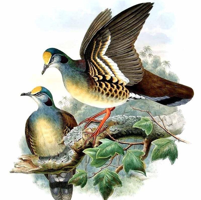 Two Birds on a Branch — Green, Serene, Illustration