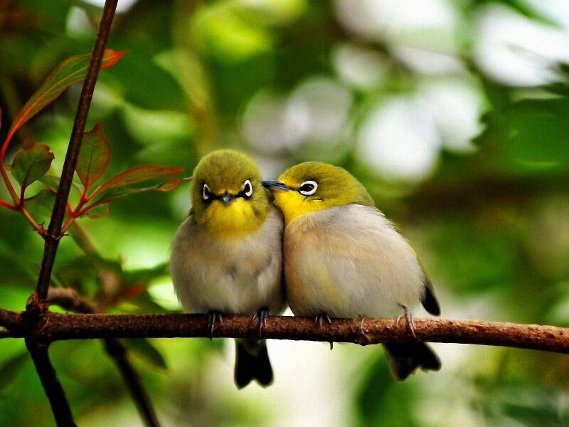 Two Birds on a Branch — Green, Serene, Morning, Photograph