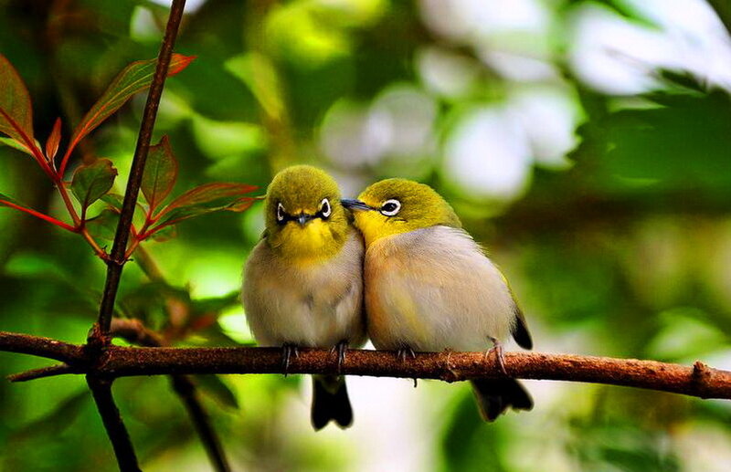 Two Birds on a Branch — Green, Serene, Morning