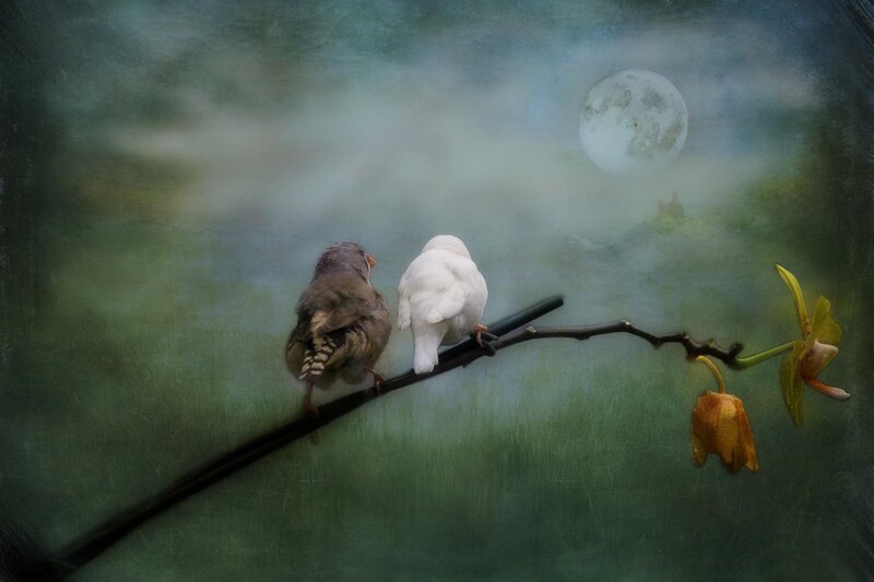 Two Birds on a Branch — Green, Serene, Night